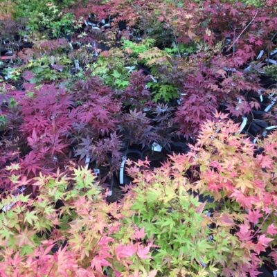 119667710_2639971796241155_1717635397664606211_n