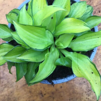 120159242_2645738398997828_1448732263173691827_n