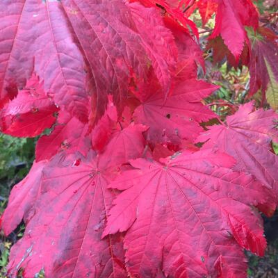 120906731_2655957724642562_1612632210760150194_n