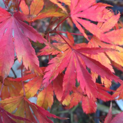 121521707_2666931143545220_7471869889756130169_n