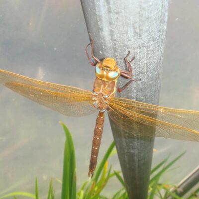 123790322_2682834805288187_8937872301419909099_n