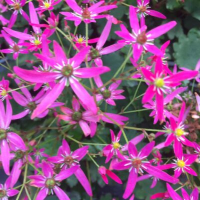 125049052_2689946031243731_5774458524004201411_n