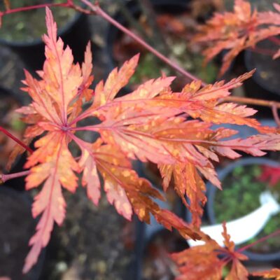 130579133_2718744268363907_629449846844012852_n