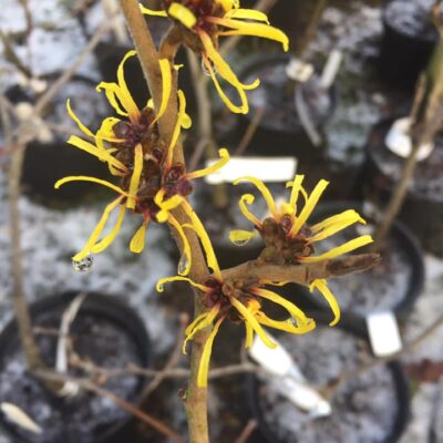 135223048_2733168526921481_2478247005711322927_n