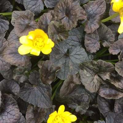 146964261_2759274854310848_5298581455962094472_n