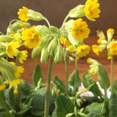 170719872_2800751346829865_4749338432779506741_n