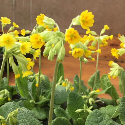 170724151_2800751373496529_7764358259421774564_n