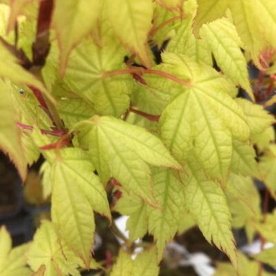 179947568_2815329248705408_3716410891362772476_n