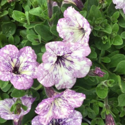 185142131_2824502867788046_4044529443731237525_n