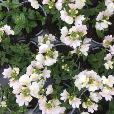 185244835_2824502877788045_6845258593487986361_n