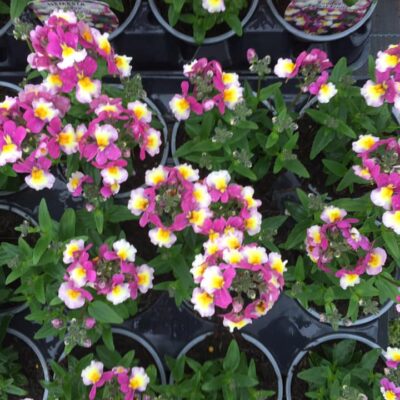 185772696_2824502834454716_5509440131267460975_n