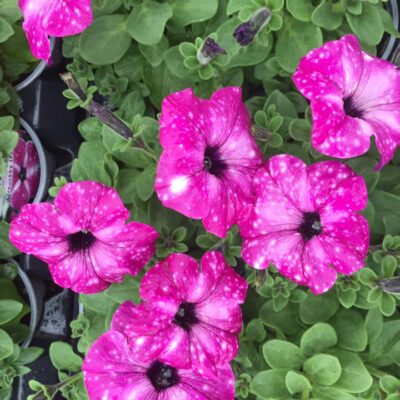 185825170_2824502934454706_6123032861427240046_n