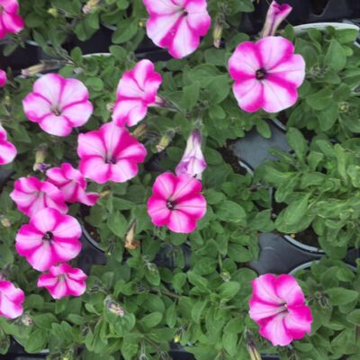 185864821_2824502914454708_755413366252380069_n