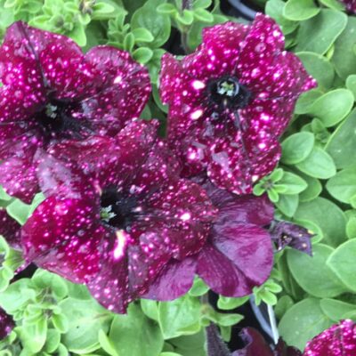 186115534_2824502814454718_2853071221081423669_n