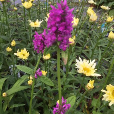 212759823_2861680527403613_4962232180530374193_n