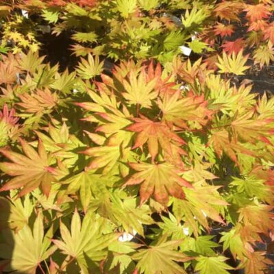 218254309_2870103579894641_4304178801751033717_n