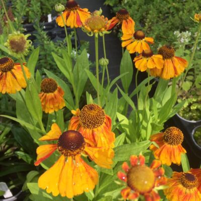 224240714_2876830232555309_6836649466963204421_n