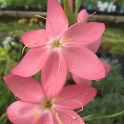 240648635_2907650916139907_4141666994060676879_n