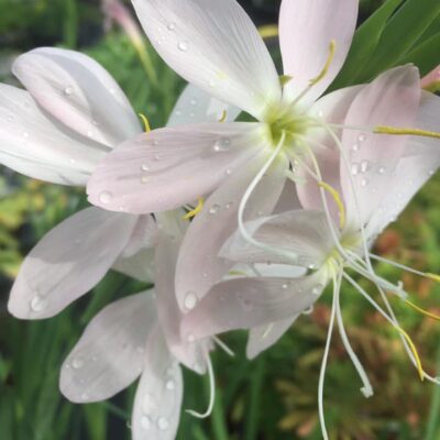 241356936_2907650842806581_1176248037231331028_n