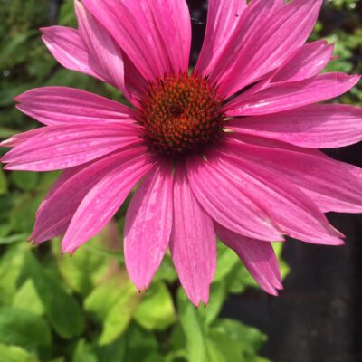 241392796_2907650812806584_5720243599436021466_n