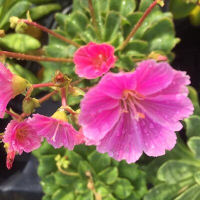 241394869_2907650882806577_4610437787075301080_n