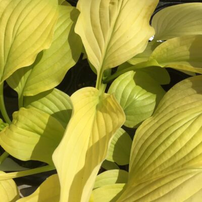 94602912_2520900218148314_9033096107944574976_n