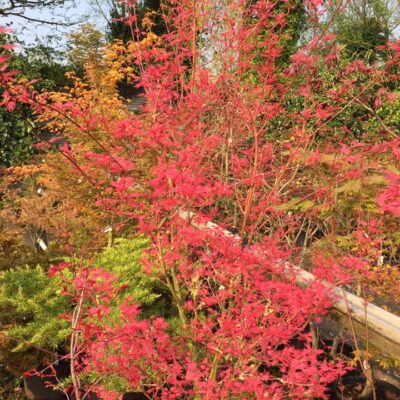 96082752_2530276200544049_9091001170561859584_n