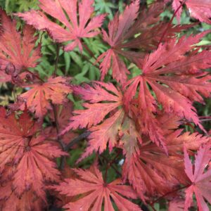 Acer Palmatum 'Ariadne'
