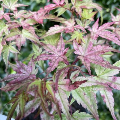 Acer Palmatum Beni Tsukasa