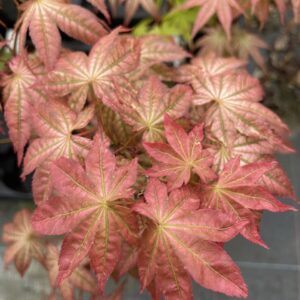 Acer Palmatum Como