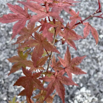 Acer Palmatum Corallium
