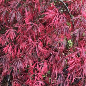 Acer Palmatum Dissuectum 'Crimson Queen'