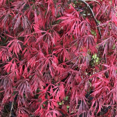 Acer Palmatum Dissuectum 'Crimson Queen'