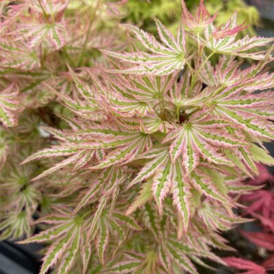 Acer Palmatum Higasayma