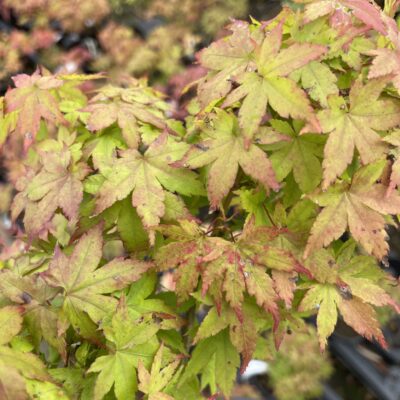 Acer Palmatum Kiyohime