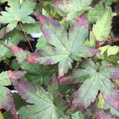 Acer Palmatum Kormon Nashiki