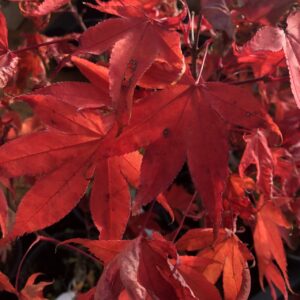 Acer Palmatum Osakazuki