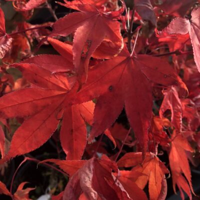 Acer Palmatum Osakazuki