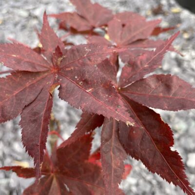 Acer Palmatum 'Peve Ollie'