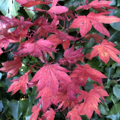 Acer Palmatum Ruslyn in the Pink
