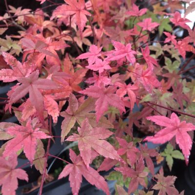 Acer Palmatum Shishio Improved