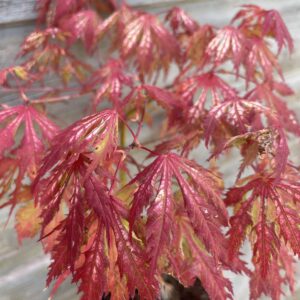 Acer Palmatum Sister Ghost