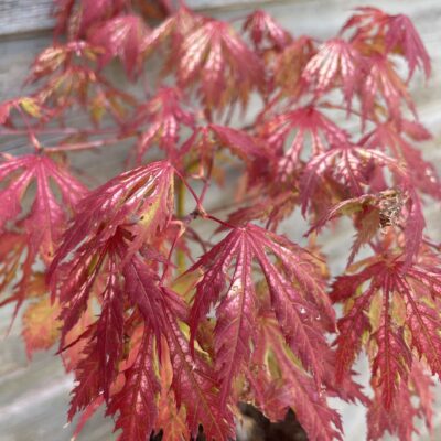 Acer Palmatum Sister Ghost
