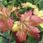 Japonicum Charlotte Helene