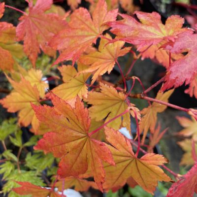 Japonicum Charlotte Helene 2