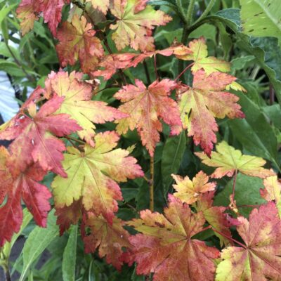 Japonicum Charlotte Helene 2